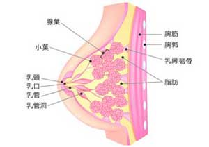 乳房組織