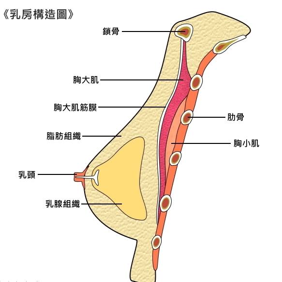 乳房構造