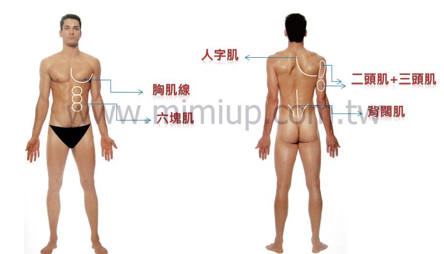 4D 威塑脂雕可以抽出六塊肌, 人魚線, 胸肌腺, 三角肌線和二頭肌線