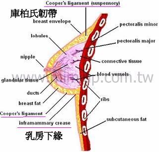 高低奶形成原因