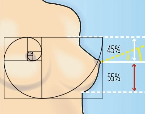 胸部黃金比例