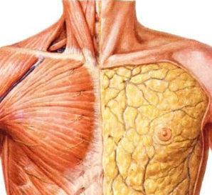 乳房靠近胸骨, 胸中線處有許多小血管, 內視鏡隆乳時非常容易出血
