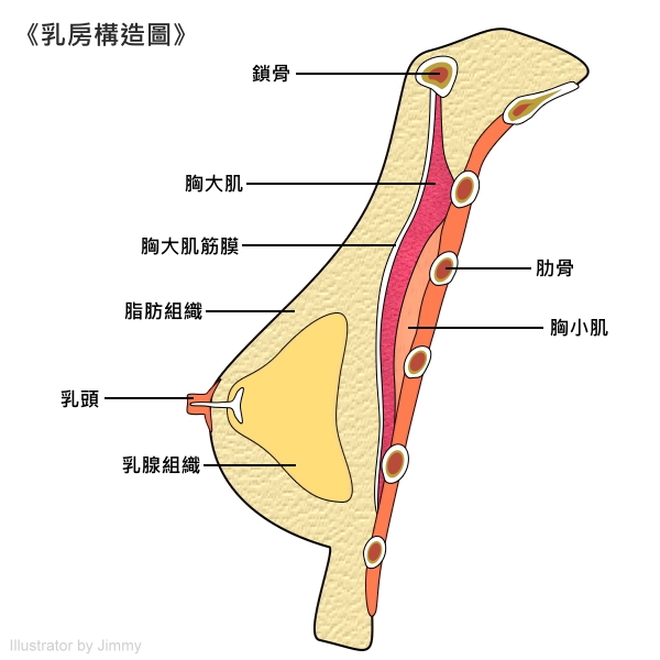 乳房構造