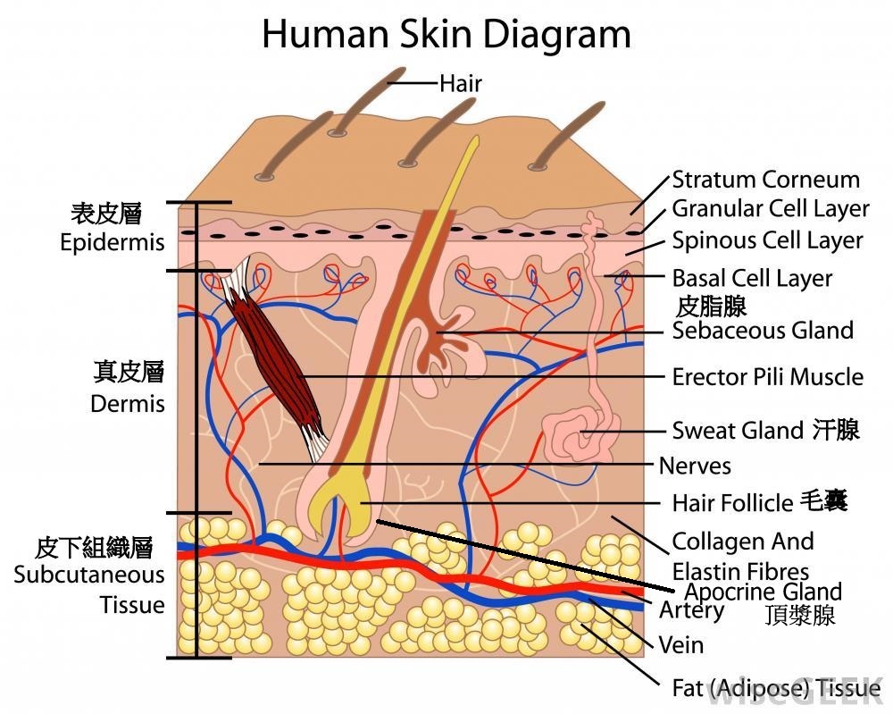 狐臭手術解剖圖