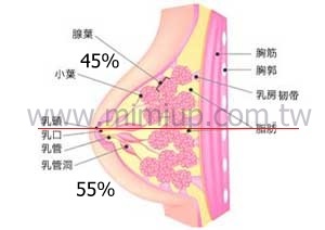 完美乳房比例